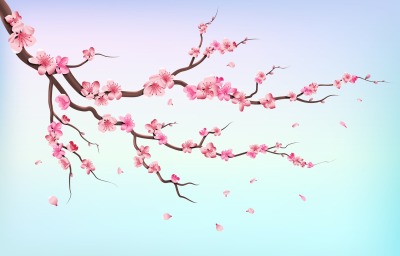 Japan sakura branches with cherry blossom flowers and falling petals i