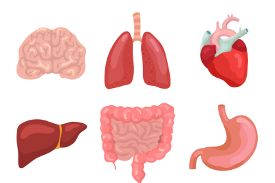 Cartoon human body organs. Healthy digestive&2C; circulatory. Organ anato