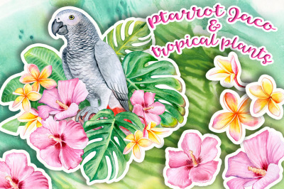 Jaco parrot and tropical plants
