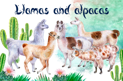 Llamas and alpacas. Watercolor.
