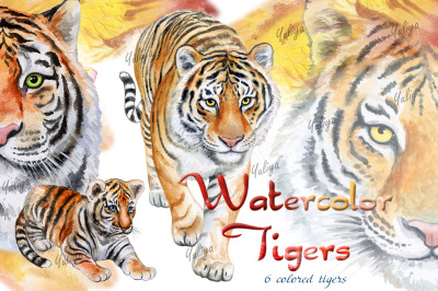 Tigers. Watercolor illustrations