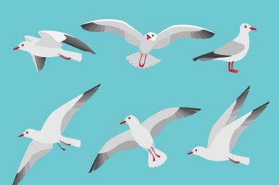 Set illustrations of atlantic seagulls in cartoon style. Pictures of b