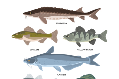 Vector collection of different kinds of freshwater fish