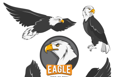 Collection of cartoon eagles. Flying birds isolate on white