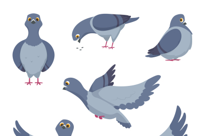 Cartoon set of funny pigeons. Illustrations of birds