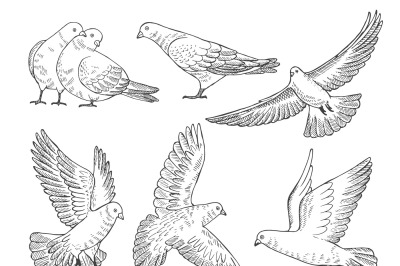 Hand drawn pictures of pigeons at different poses