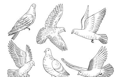 Illustrations set of pigeons. Hand drawn pictures of birds isolate on 