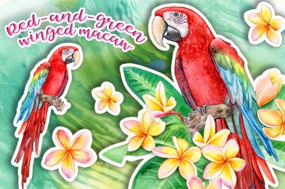 Red-and-green winged macaw