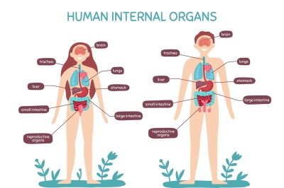 Cartoon human body anatomy. Male and female internal organs, humans ph