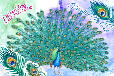 Peacock. Watercolor