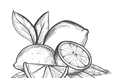 Lemons hand drawn vector illustration in black and white