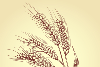 Hand drawn ears of wheat with grains, bakery sketch vector illustratio