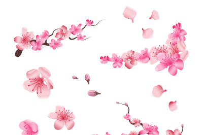 Spring sakura cherry blooming flowers, pink petals and branches vector