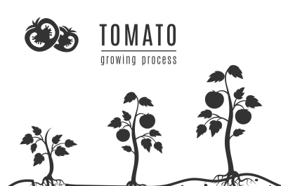 Tomato plant with roots vector growing stages