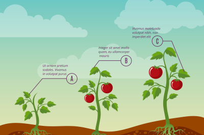 Tomatoes growth and planting stages flat vector diagram