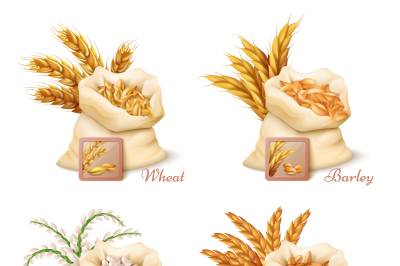 Agricultural cereals - wheat, barley, oat and rice vector set