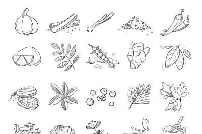 Doodle spices and herbs vector hand drawn set