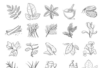 Vintage hand drawn herbs and spices, sketch drawing plants vector coll