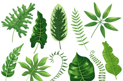 Tropical leaves. Exotic tropic leaf, botanic rainforest and tropics tr