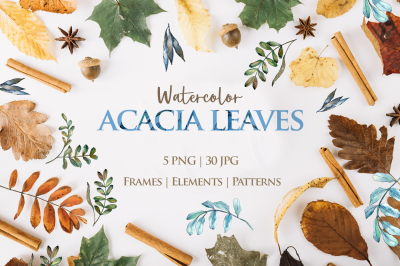 Acacia leaves Watercolor png