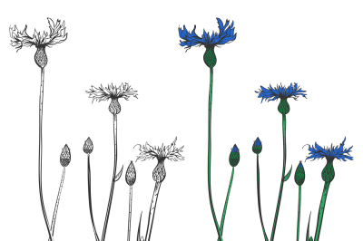 Cornflowers silhouettes and colorful isolated on white background