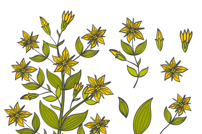 Colorful tutsan isolated on white background - buds, flowers and leave