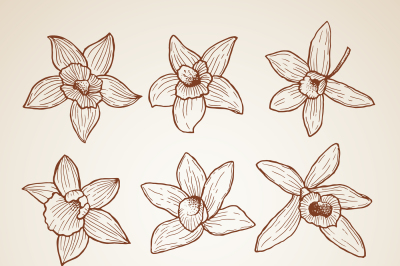 Biology illustrations. Aroma flowers of cinnamon