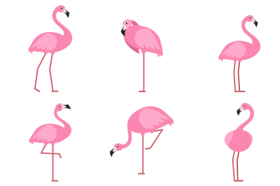 Cartoon pictures of exotic pink bird flamingo. Vector illustrations is