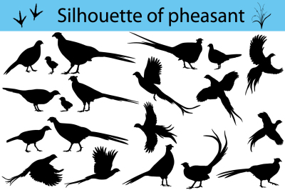 Silhouette of pheasant