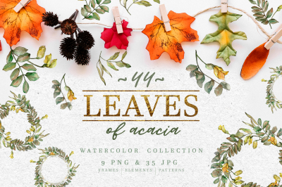 Leaves of acacia Watercolor png