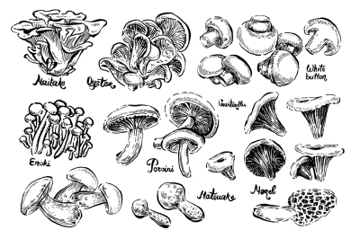 Mushrooms hand drawn illustration