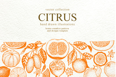 Citrus Vector Collection