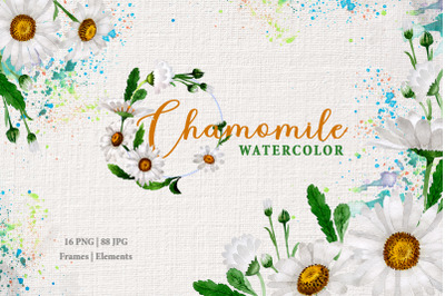 Chamomile Watercolor png