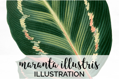 maranta illustris