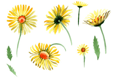 Yellow chamomile Watercolor png