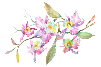 Branch of pink orchids Watercolor png