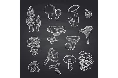 Vector hand drawn mushrooms on black chalkboard illustration