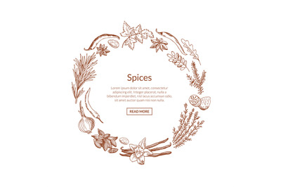 Vector hand drawn herbs and spices