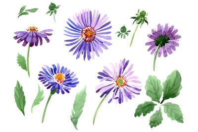 Asters Watercolor png &nbsp;