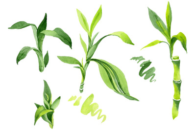 Bamboo Sanderica Drazen Watercolor png