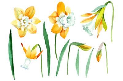 Yellow Narcissus Watercolor png