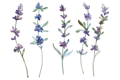 Lavender Watercolor png