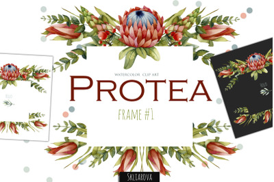 Protea. Frame #1