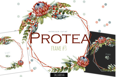Protea. Frame #3