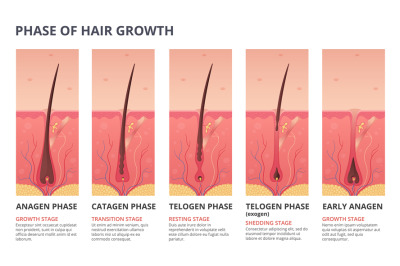 Medical infographic illustrations of hair growth cycle. Vector picture