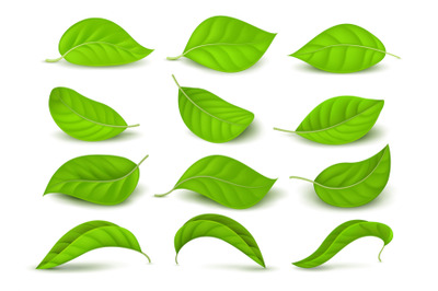 Realistic green tea leaves with water drops isolated on white vector s