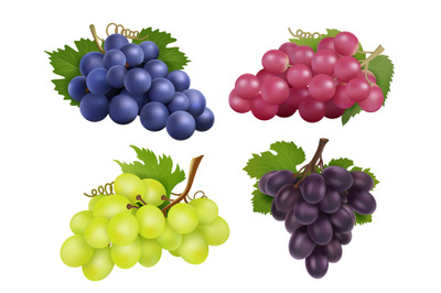 Realistic grapes. Vector set of various grape variety