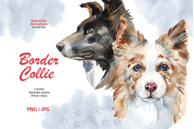 Watercolor dog - Border Collie