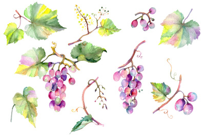 Blue grapes Watercolor png