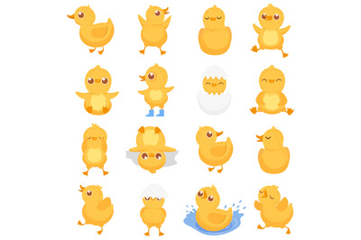 Yellow duckling. Cute duck chick, little ducks and ducky baby isolated